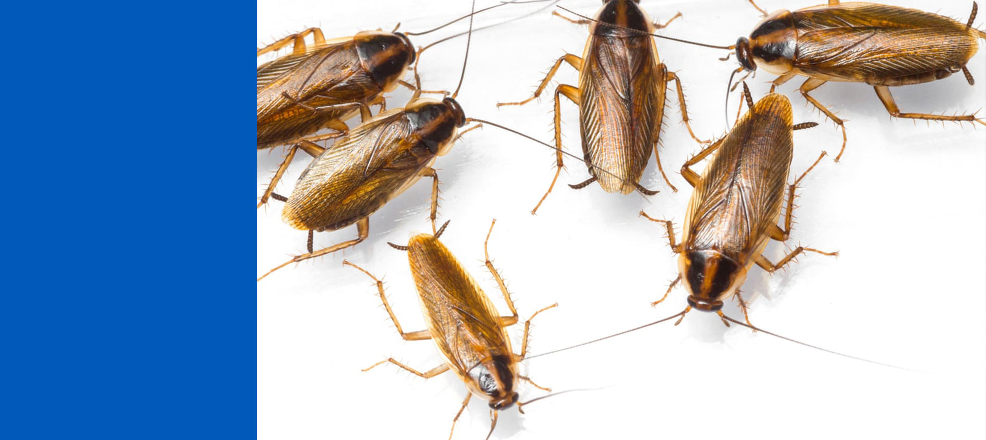 cockroaches-pietermaritzburg