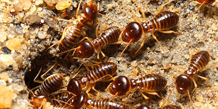 harvester-termites
